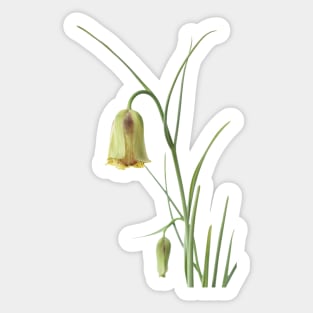 Fritillaria acmopetala   AGM  Pointed-petal fritillary Sticker